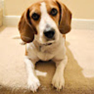 Meet your Posher, Steven